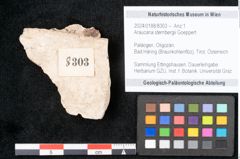 Foto (Objekt + Etikett) von Araucaria sternbergii Goeppert (NHMW-GEO-2024-0188-8303)